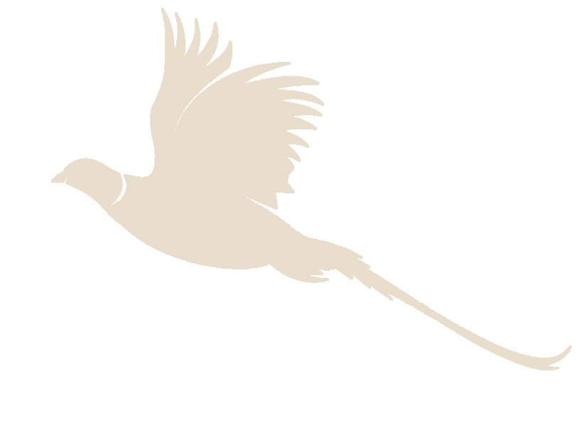 Bažant