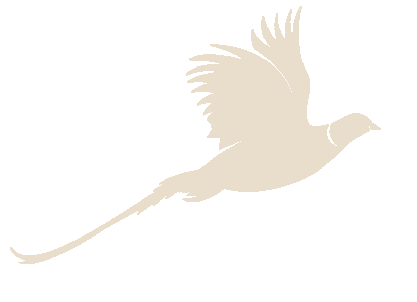 Bažant